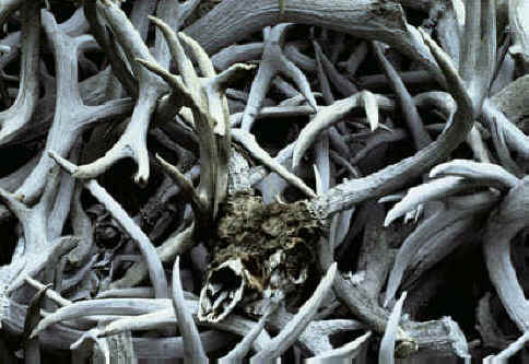 sheds